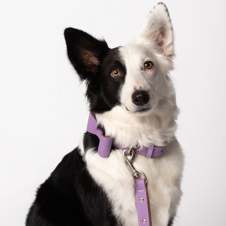 Retrato de un border collie con collar lila sobre fondo blanco